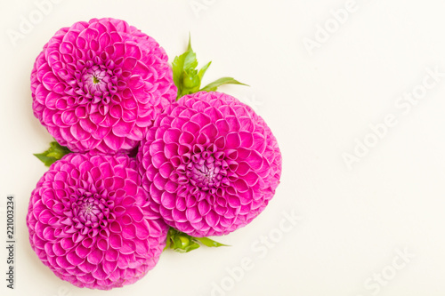Fototapeta Naklejka Na Ścianę i Meble -  Dahlia ball-barbarry flowers with green leaves and buds.