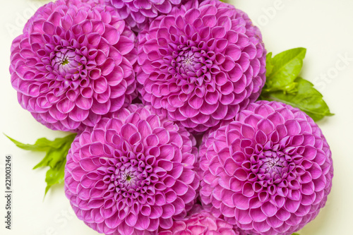 Fototapeta Naklejka Na Ścianę i Meble -  Dahlia ball-barbarry with green leaves and buds - top view on pink bright summer flower on pastel background.
