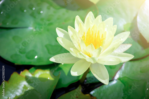 Beautiful White Lotus Flower with Yellow stamen ,Green leaf in pond