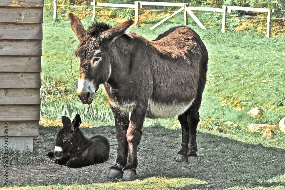 Fototapeta premium Poitu Stute mit Fohlen