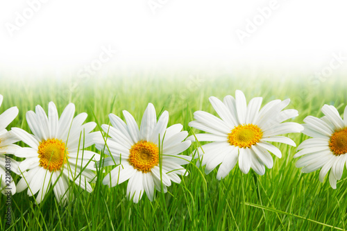 White daisy flowers in green grass