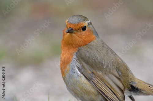 Robin red breast