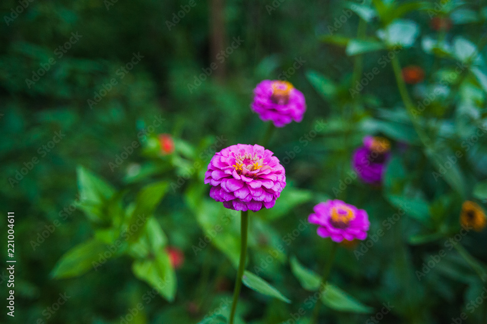 Fototapeta premium beautiful forest flowers