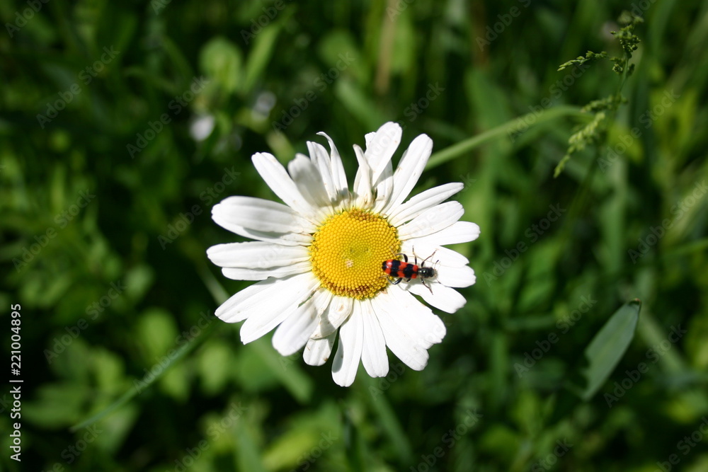 Obraz premium Flower