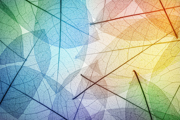 Colorful leaves background. Leaf texture. Macro shot.