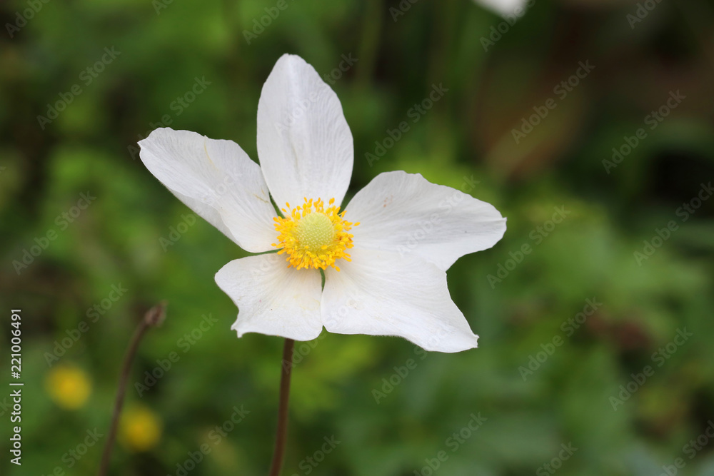 White flower White flower