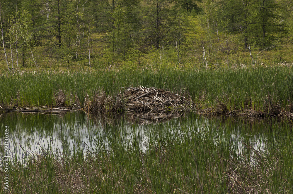 Obraz premium Beaver Lodge