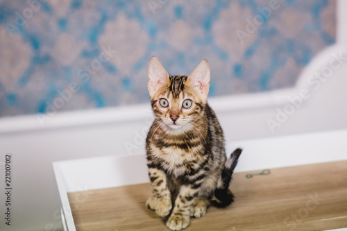 Fototapeta Naklejka Na Ścianę i Meble -  bengal baby kitten brown spotted