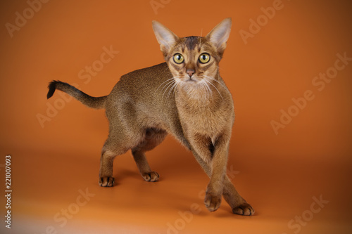 Abyssinian cat on colored backgrounds