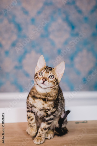 Fototapeta Naklejka Na Ścianę i Meble -  bengal baby kitten brown spotted