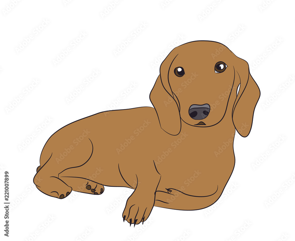 dog lies, dachshund brown, vector