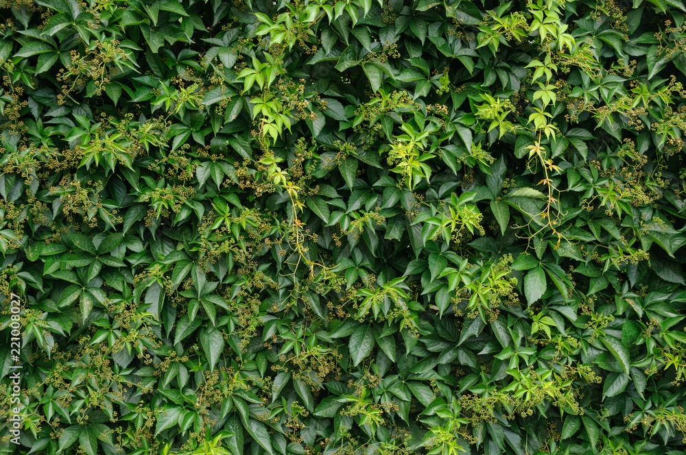 Green leaves texture Green leaves texture