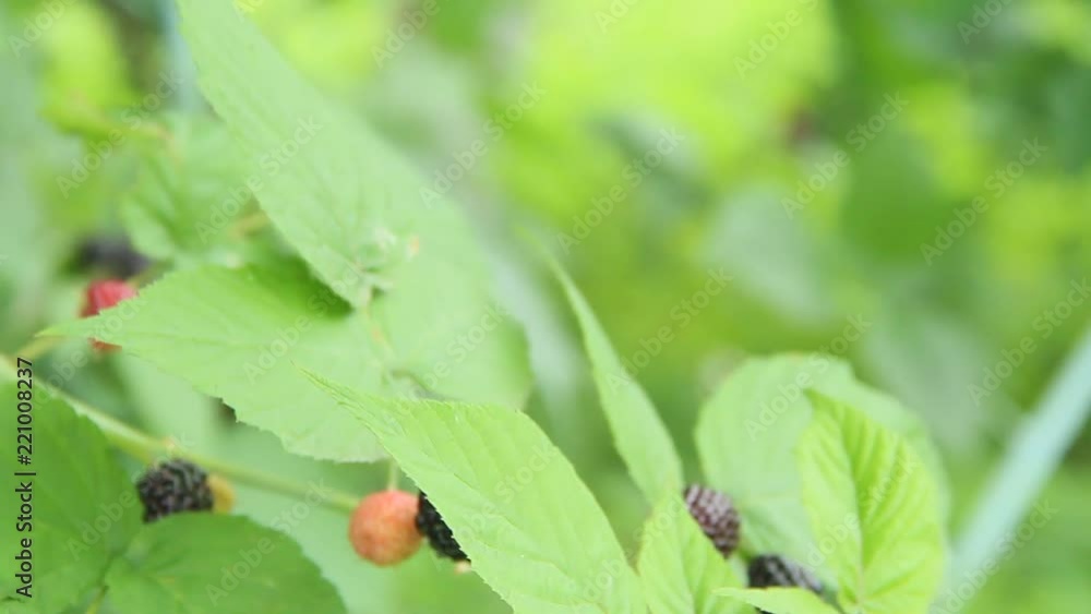 Berries of black raspberry hang on bush. Ripe Rubus occidentalis on branch Berries of black raspberry hang on bush. Ripe Rubus occidentalis on branch