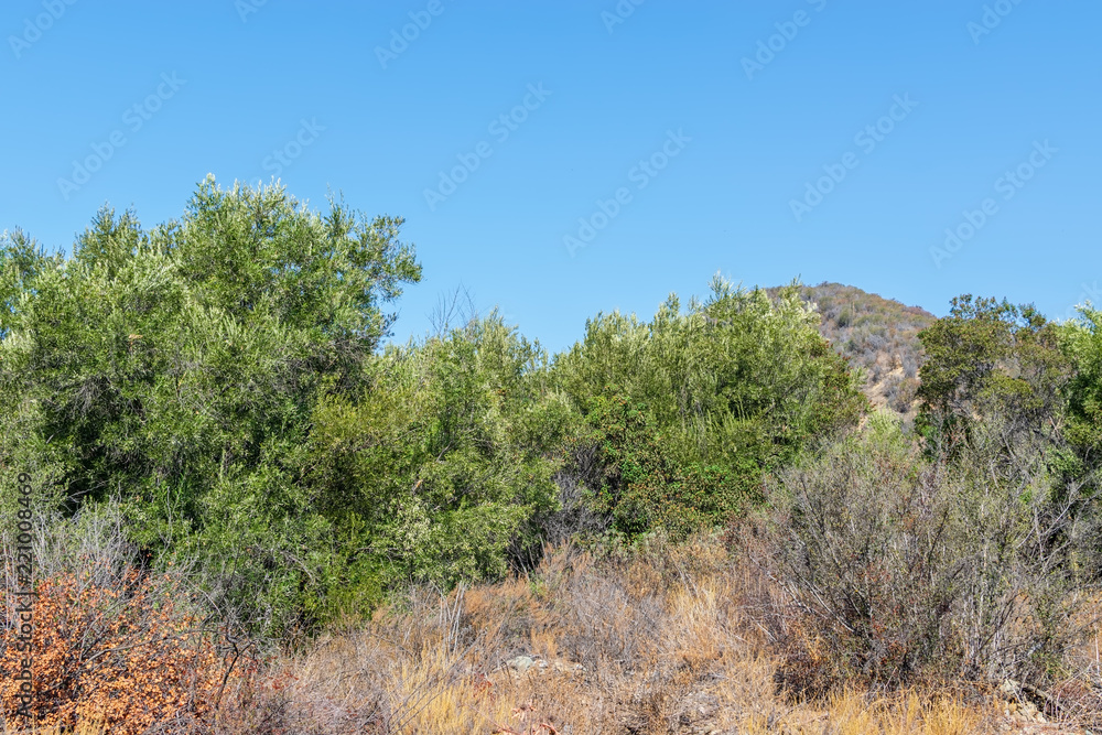 Tall summer brush and trees in hot California sun with room for text in blue sky
