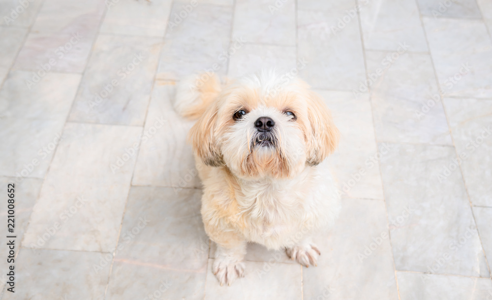 small dog breeds shih tzu brown fur.And she sat staring at the camera with a lovely eyes.And it is also a beautiful and loyal pet. small dog breeds shih tzu brown fur.And she sat staring at the camera with a lovely eyes.And it is also a beautiful and loyal pet.