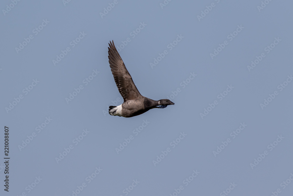 Ringelgans fliegt blauer Himmel Ringelgans fliegt blauer Himmel
