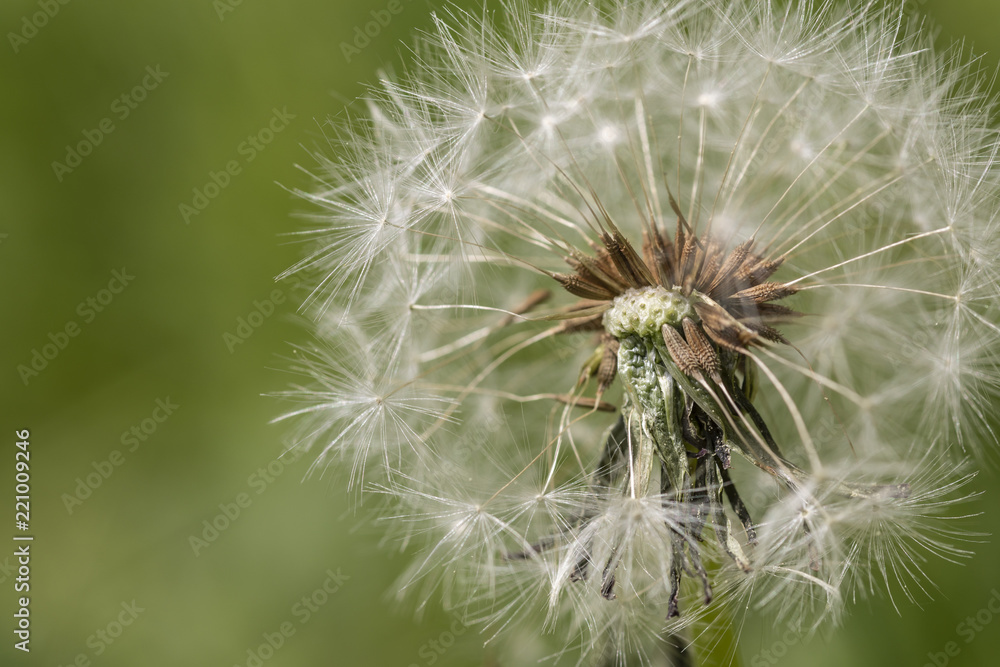 Löwenzahn verliert seine Samen im Wind