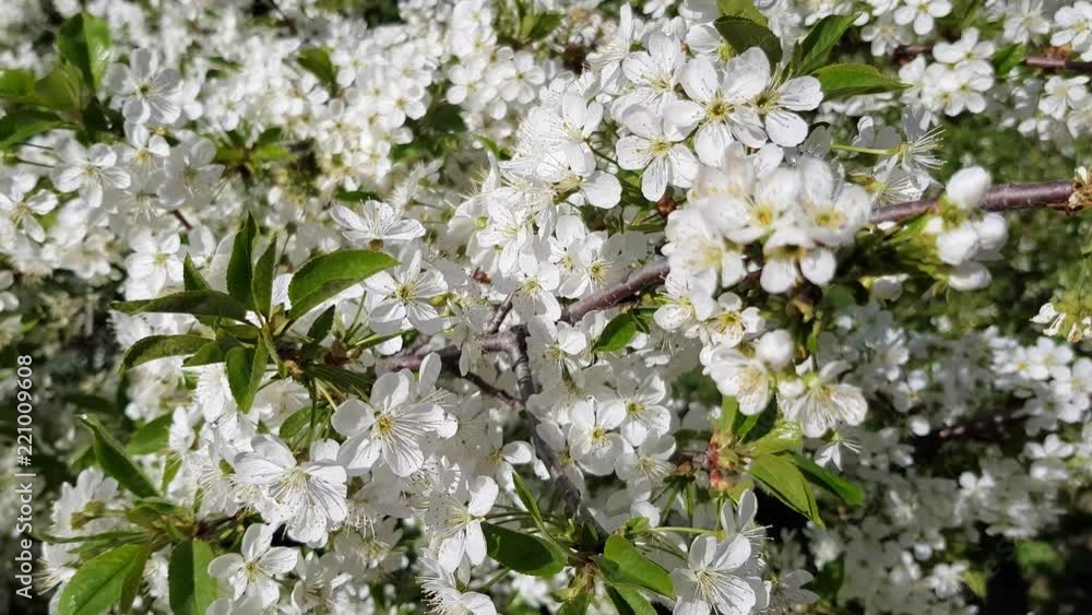 blossoming cherry tree white flowers in the garden, spring fresh background blossoming cherry tree white flowers in the garden, spring fresh background