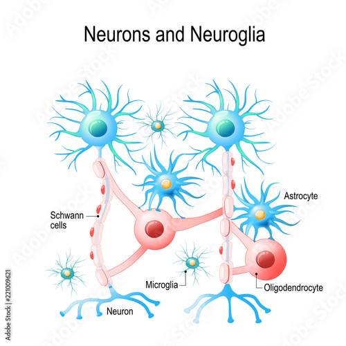 Neurons and neuroglial cells.