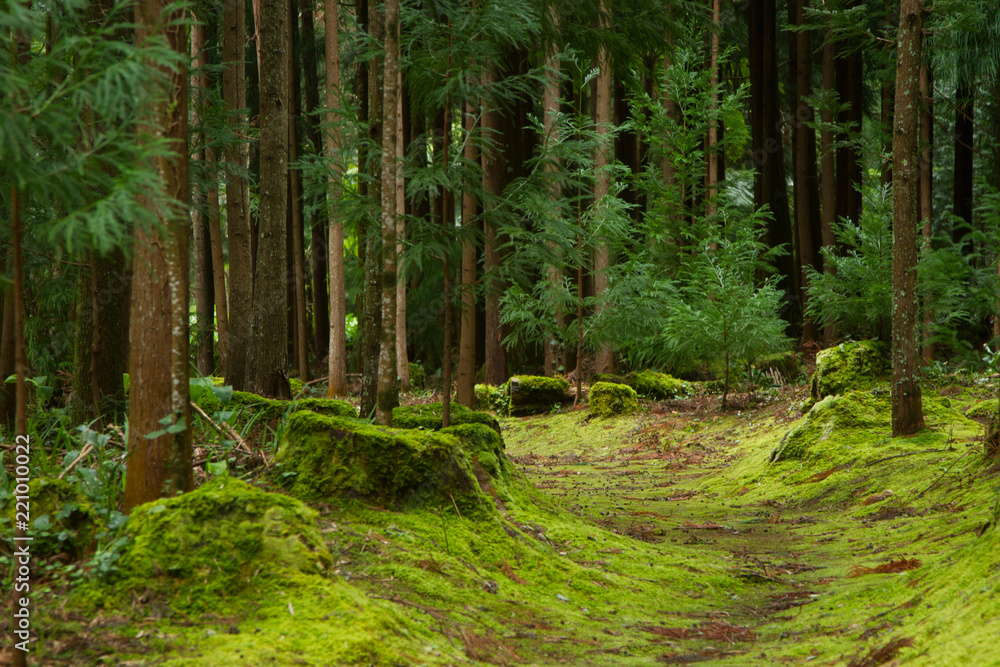 Tranquil forest path Tranquil forest path