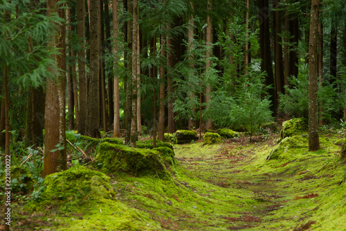 Tranquil forest path