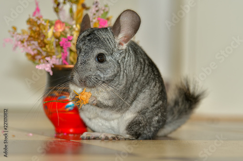 Little gray chinchilla in house