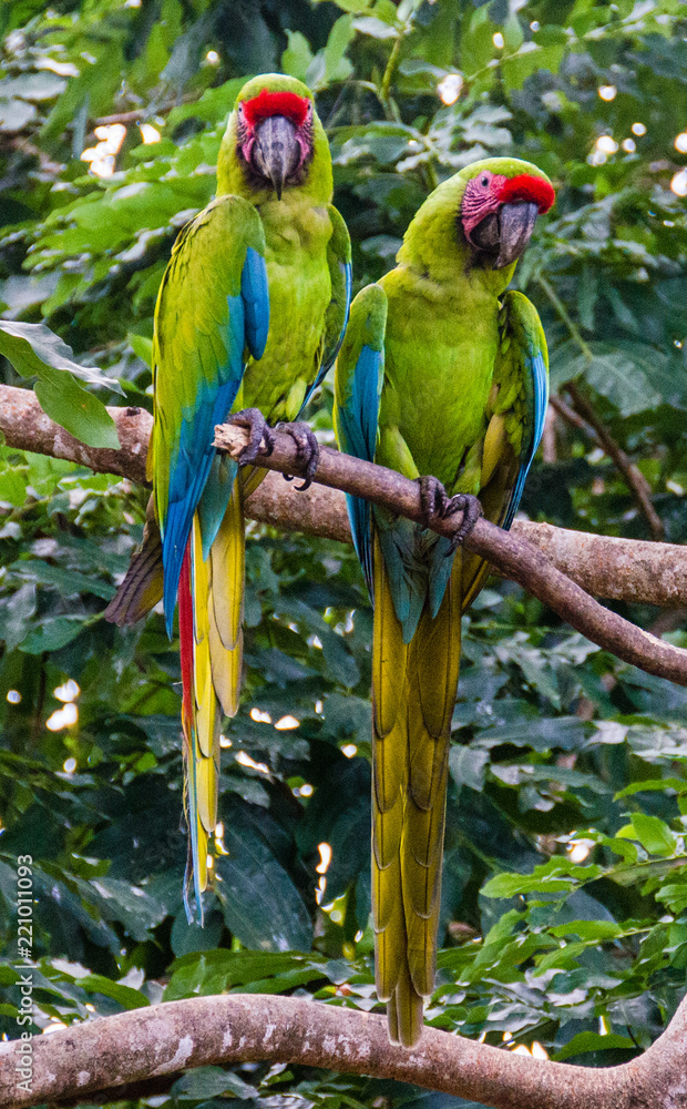 Obraz premium Great Green Macaws