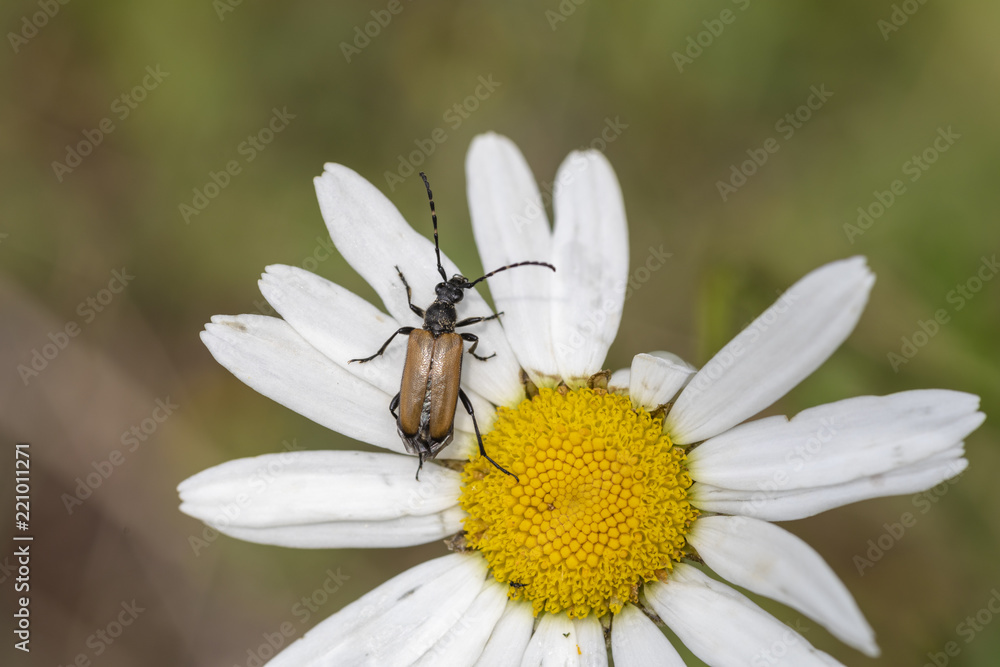 Obraz premium Käfer auf weisser Blüte