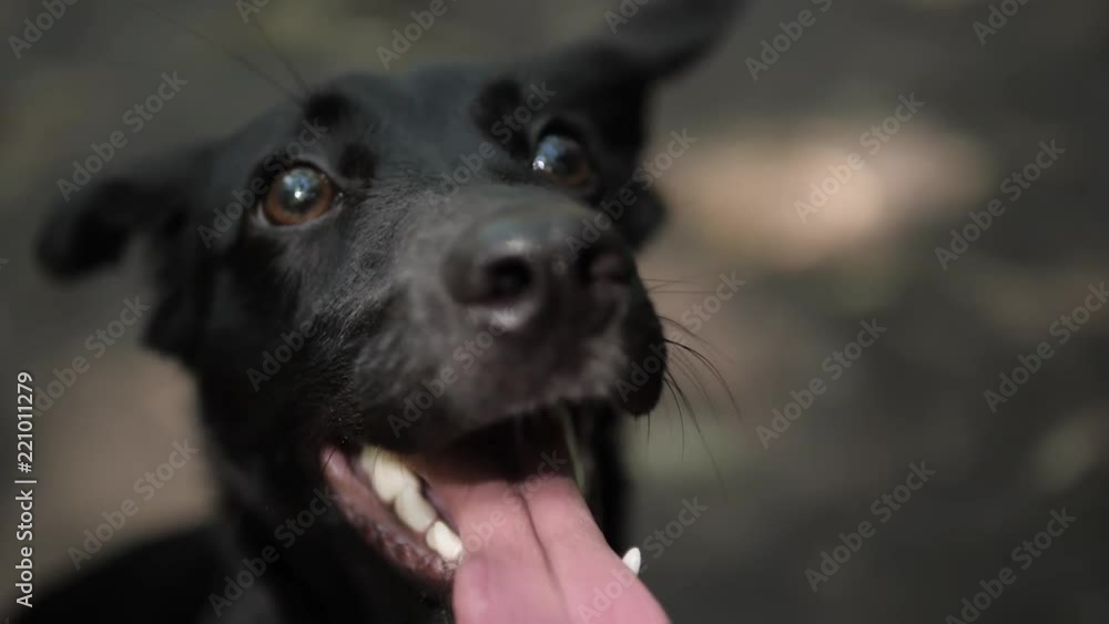 Closeup close up pooch Portrait of Gorgeous Labrador Retriever puppy with happy sad eyes looking up ask outdoor park Closeup close up pooch Portrait of Gorgeous Labrador Retriever puppy with happy sad eyes looking up ask outdoor park