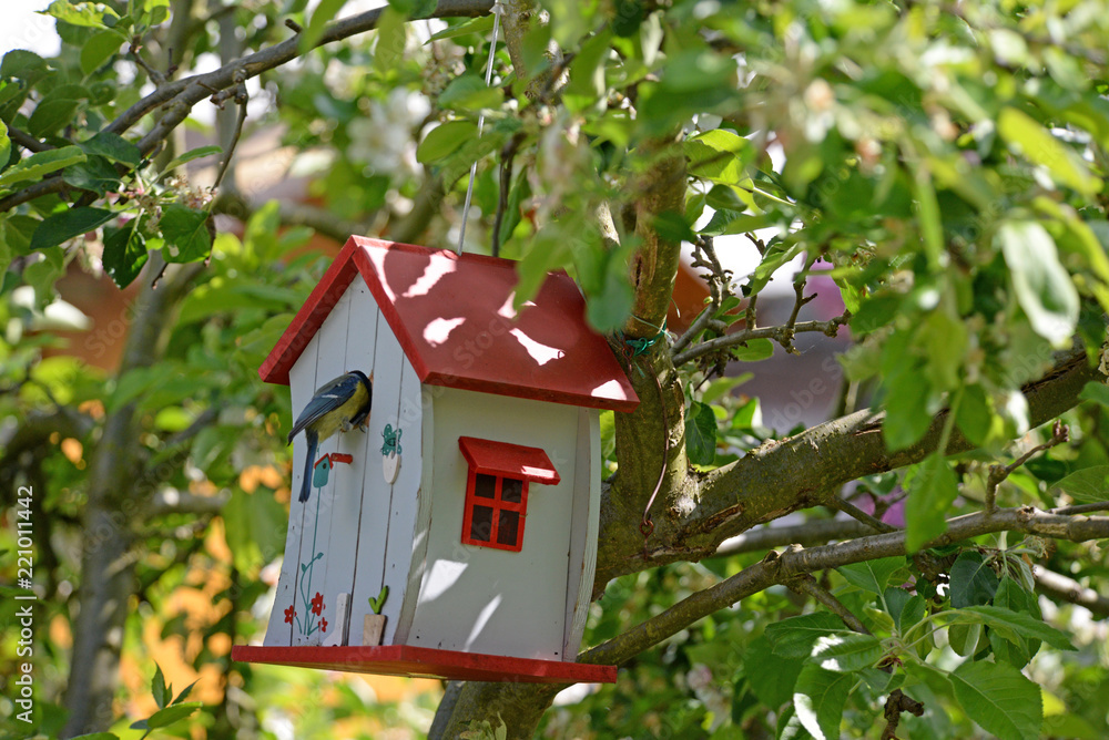 Fototapeta premium Sikorki na budce lęgowej