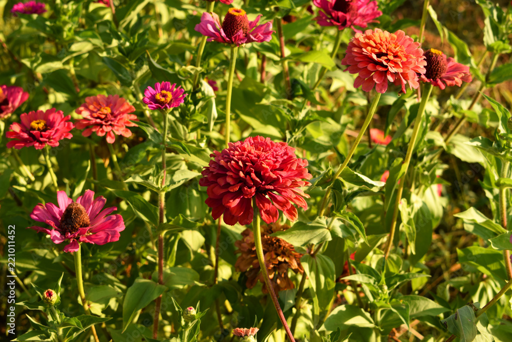 Terry red flowers of zinnia of different shades against the background of green foliage. Beautiful large summer flowers. Terry red flowers of zinnia of different shades against the background of green foliage. Beautiful large summer flowers.