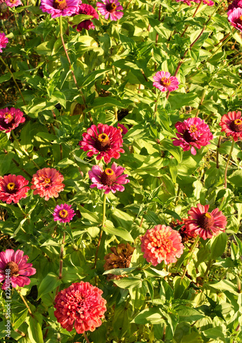 Terry red flowers of zinnia of different shades against the background of green foliage. Beautiful large summer flowers.