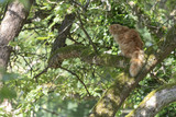 Katze sitzt im Baum und schaut ratlos nach unten