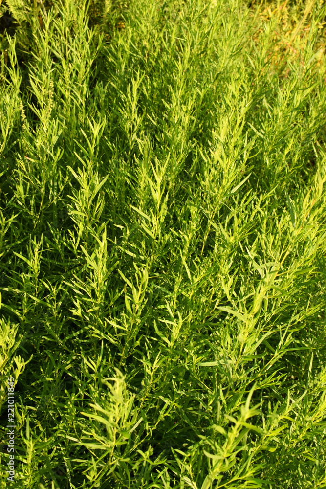Tarhon Tarragon. Artemísia dracúnculus. Fluffy fragrant green shoots. Tarhon Tarragon. Artemísia dracúnculus. Fluffy fragrant green shoots.