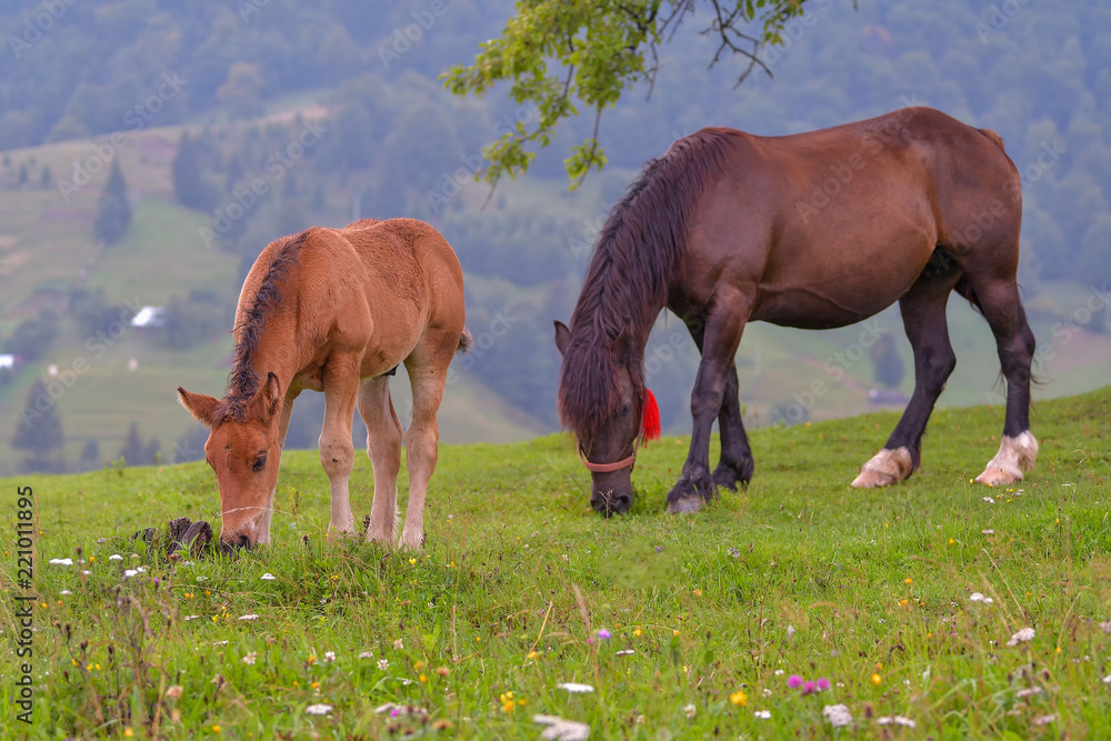 Obraz premium Horse on a green grass