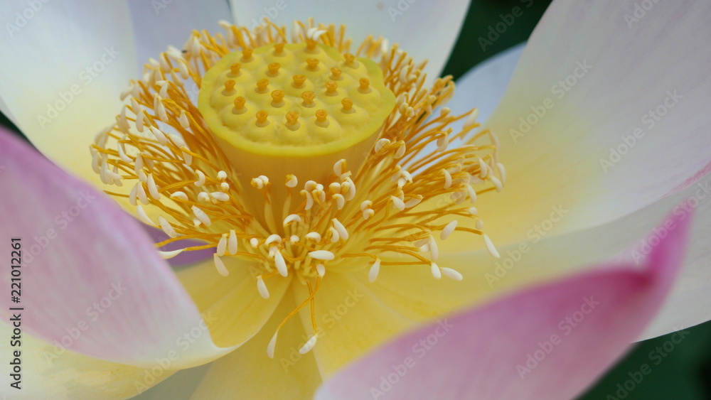 details of an indian lotus blossom with pollen (nelumbo nucifera) details of an indian lotus blossom with pollen (nelumbo nucifera)