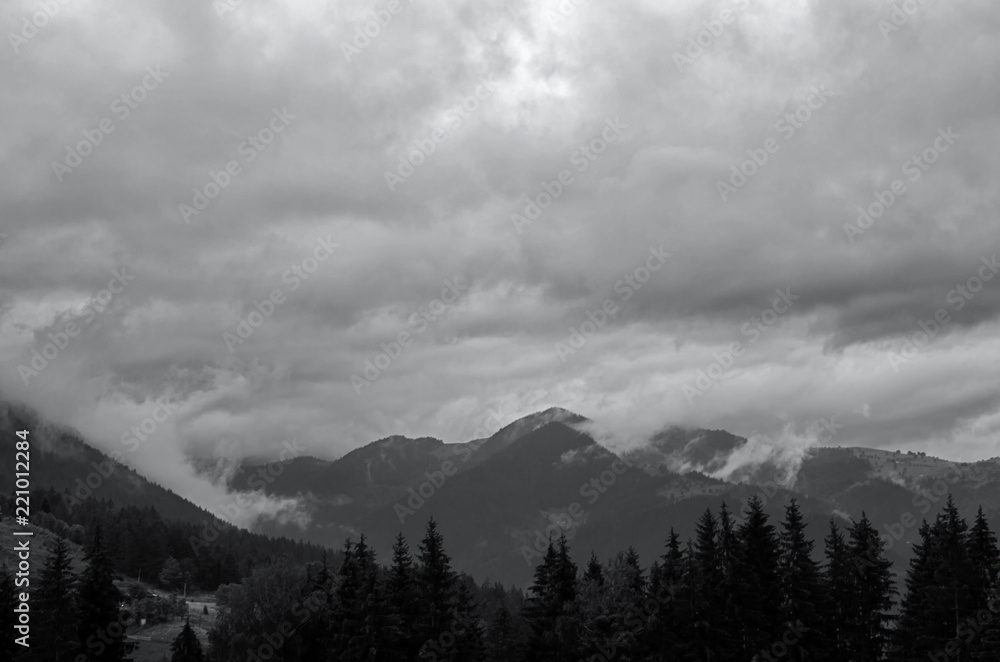 the tops of pine trees in the mountains. Carpathians Ukraine. black-and-white toning