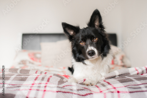 Black and White Border Collie Relaxing on Bed photo