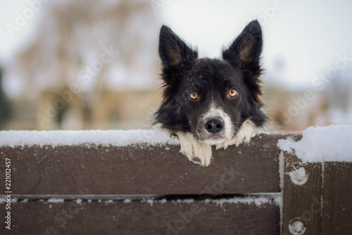 Black and White Border Collie Outdoor in Winter Snow photo