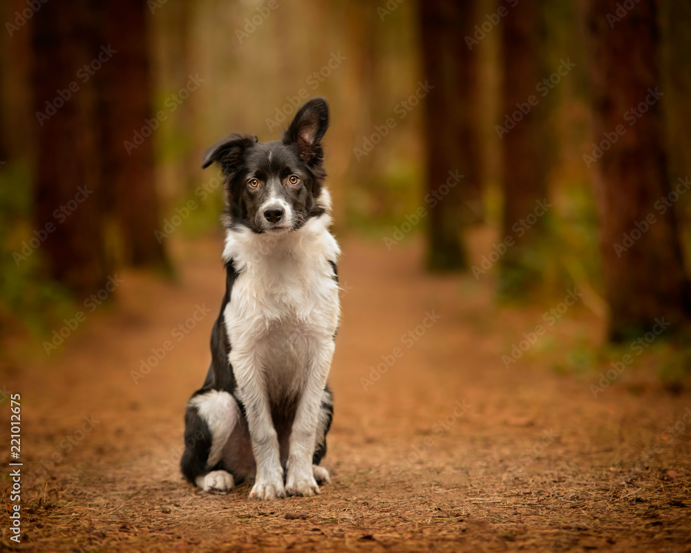 Black and White Border Collie Puppy Portrait in Woodland Black and White Border Collie Puppy Portrait in Woodland