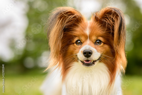 Red and White Papillon Dog in Grass Meadow