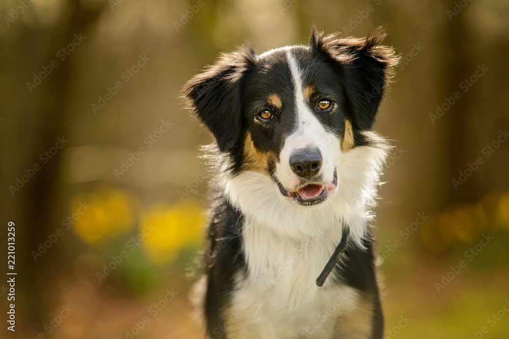 Black and White Border Collie Puppy Portrait in Woodland