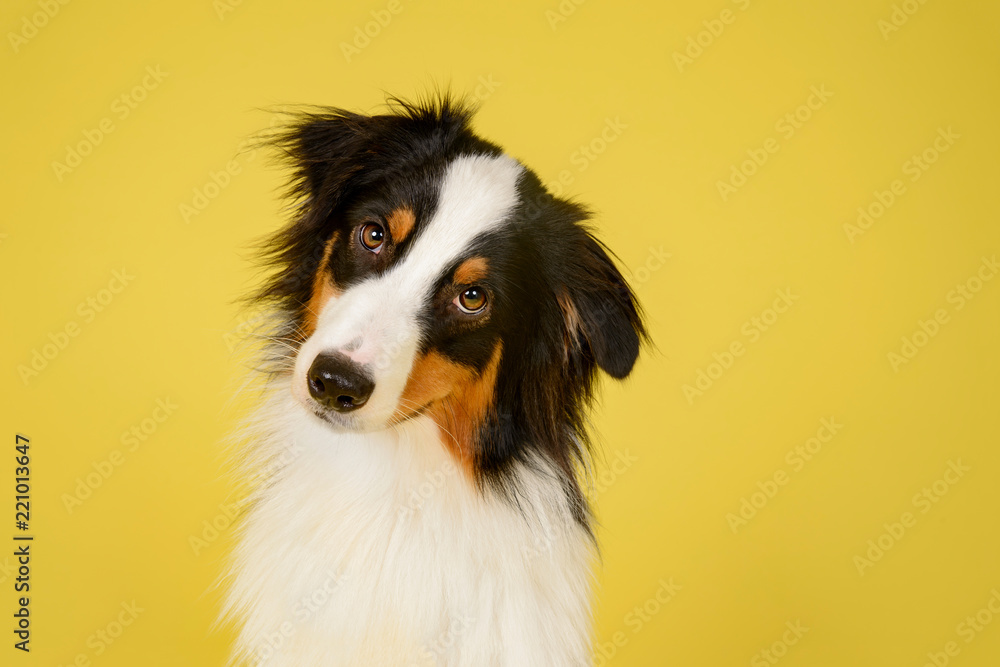 Happy Australian Shepherd Dog Portrait on Yellow Studio Background