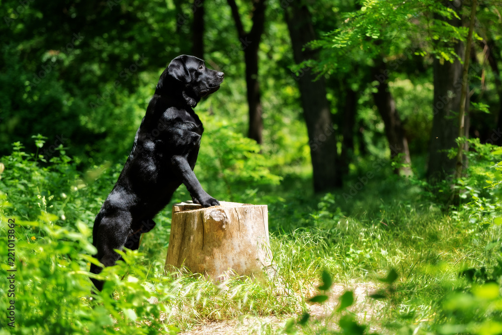 A black Labrador Retriever dog is standing on a tree stump in a forest. He looks in the right direction. The tree stump is small sized. There are a lot of trees and greenery in the background.