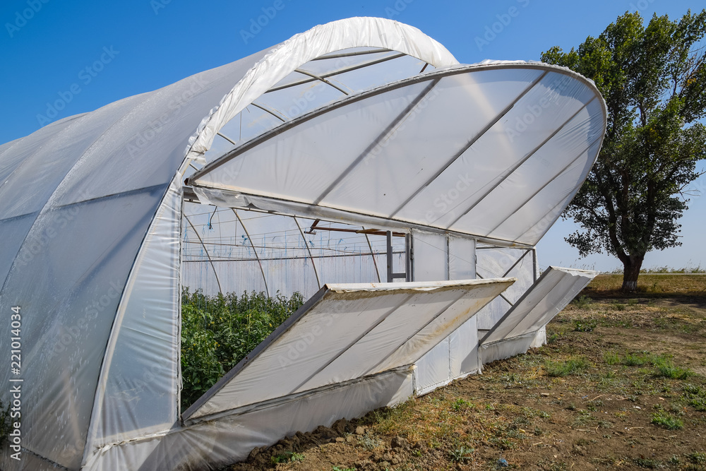 Open the doors of the greenhouse with tomatoes. The big greenhouse Open the doors of the greenhouse with tomatoes. The big greenhouse