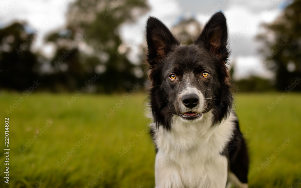 Black and White Border Collie Outdoor in Countryside