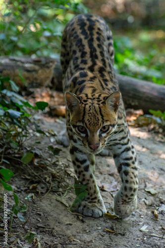 ocelot