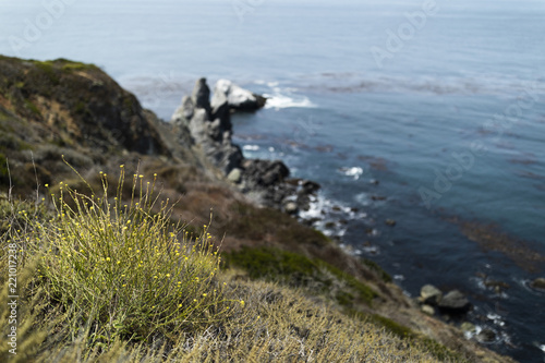 A grass bush on the 17 mile drive photo