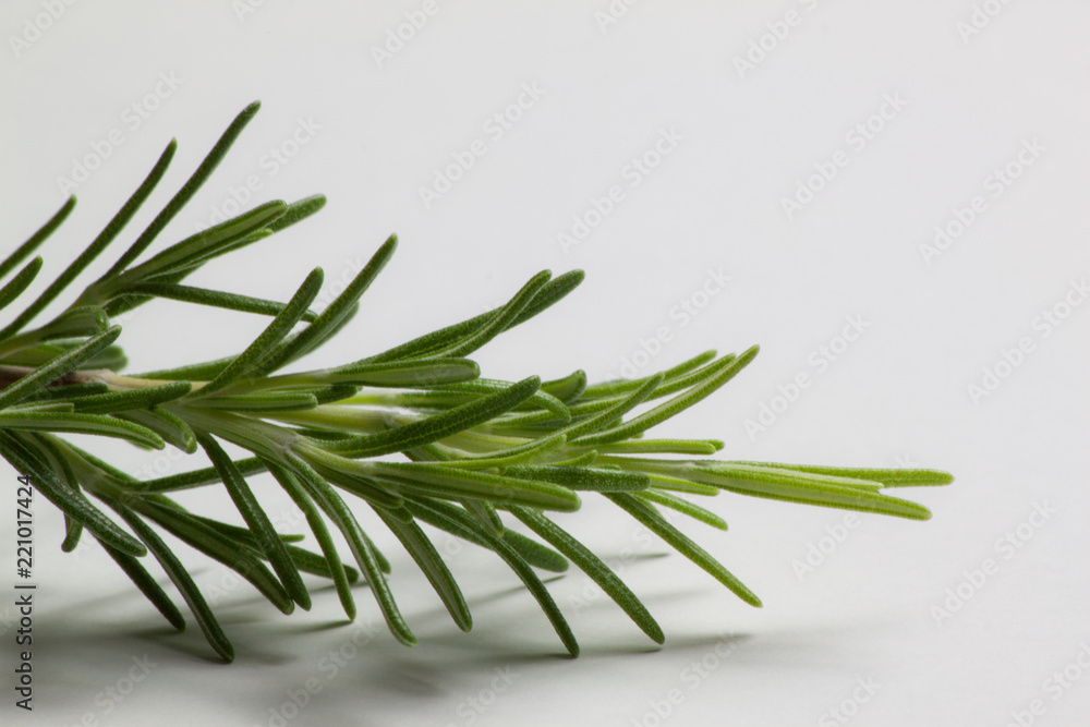 Fototapeta premium rosemary green and fresh twig