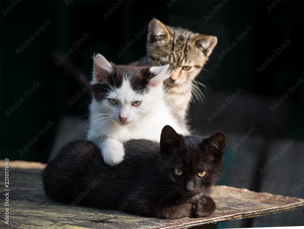 Three multi-colored kittens on a dark background.Selective focus.